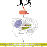 How Physical Exercise Alleviates Depression: UCL Researchers Reveal the Brain-Body Connection