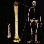 Unraveling the Diminutive Evolution: Insights from Recent Discoveries of Homo Floresiensis at Mata Menge